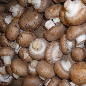 Agaricus bisporus Royal champign Mushrooms / Mycelium Spores Spawn Dried SeedsMG004 image 2