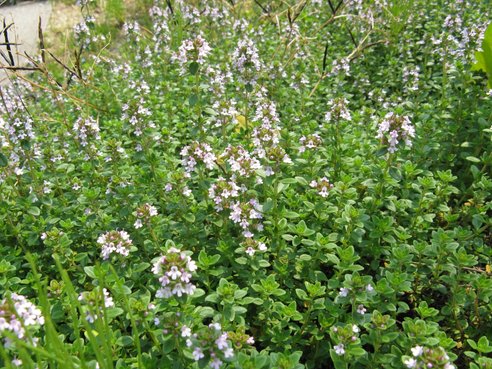 Seeds Herb Thyme Organic Russian Heirloom Herb Seed 543 Etsy