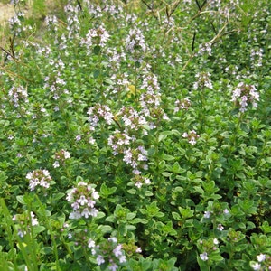 Seeds Herb Thyme Organic Heirloom Herb Seed #543