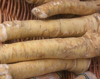 Root Katran (horseradish) Pikadrom Seeds Heirloom Vegetable / 1887