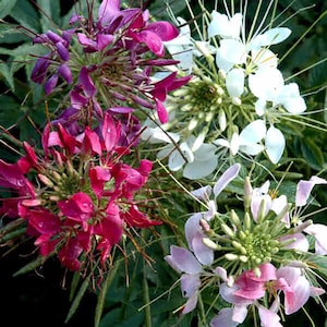 Puede incluir: Primer plano de un grupo de flores de araña en tonos de rosa, blanco y morado. Las flores tienen tallos largos y delgados y pétalos delicados.