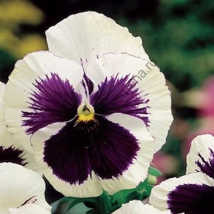 Viola Wittrockiana White Flower Seeds from Ukraine