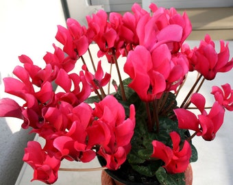 Ciclamen persicum Terry Perla Fon Zehlendorf