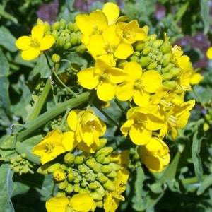 Seeds Herb Mustard Sinapis Alba Organic Heirloom #573