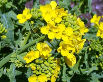 Seeds Herb Mustard Sinapis Alba Organic Heirloom #573
