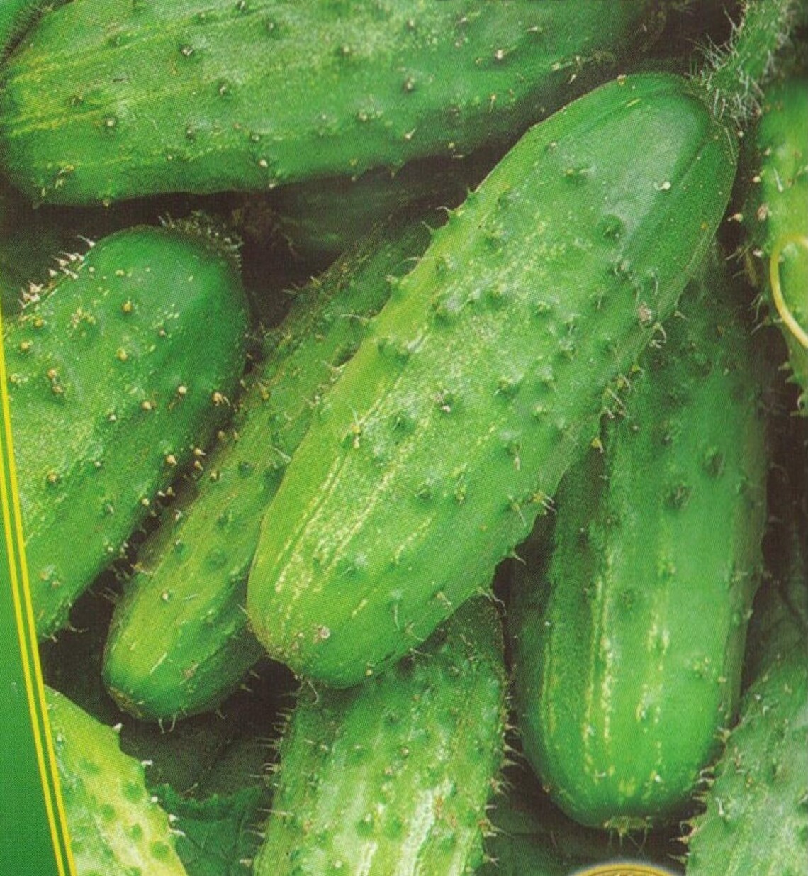 Cucumber Seed Lyalyuk From Ukraine Vegetable Seeds 01 Etsy