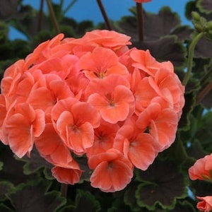 May include: A close-up of a cluster of vibrant coral-colored geranium flowers. The flowers are in full bloom and have a delicate, ruffled appearance. The flowers are surrounded by dark green leaves.