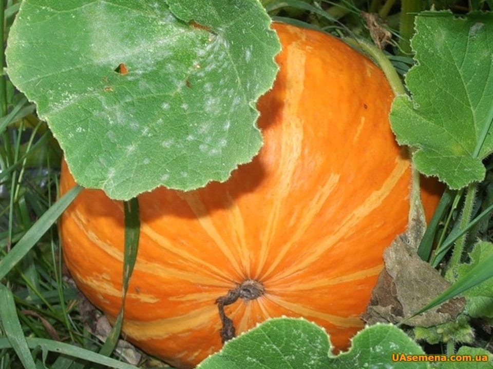 Seeds Pumpkin Amazon Organic Heirloom Vegetable Seed From Etsy