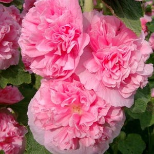 Mallow (Alcea) Rosea Rose Flowers Seeds from Ukraine #1235