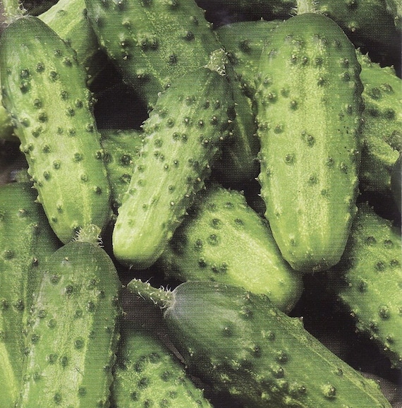 Semi Di Cetriolo Corinto F1 Ibrido Di Sementi Dotto - Foto 7