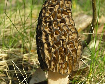 thumbnail image 2 of Shiitake Mushroom Spawn / Mycelium On Dry Seeds - Grow Your Own 2 of 3