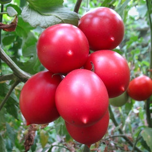 Tomatenzaden De barao Pink Seeds uit Oekraïne #1327