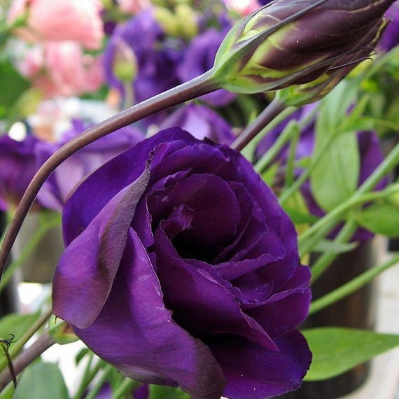 350 Semi Di Eustoma Misti - Fiori Perenni Resistenti Per Giardino, Balcone E Api - Foto 4