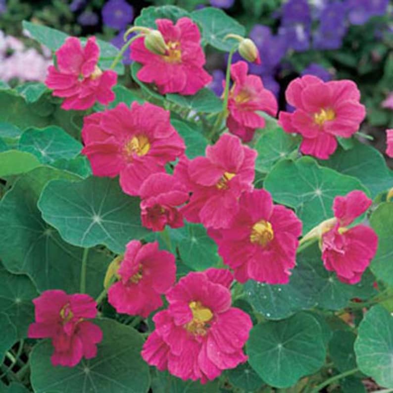 Nasturtium Flower Seeds tropaeolum Nanum Pink From Ukraine Etsy