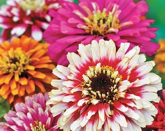 Semillas de flores de carrusel de Zinnia elegans de Ucrania