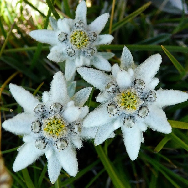 Edelweiss Alpine Flower Seeds  #1522