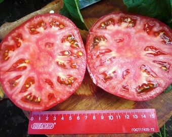 Semillas de tomate Titan
