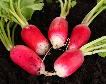 Op de afbeelding: Een groep verse radijsjes met een levendige rode schil en witte punten, rustend op donkere grond. De radijsjes hebben groene loofbladeren, die een natuurlijke, aardse uitstraling laten zien. Deze wortelgroenten zijn een basisvoedsel.
