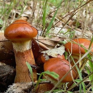 Champignons Suillus grevillei (feuilles huileuses) / Spores de mycélium fraye des graines séchées #MG001
