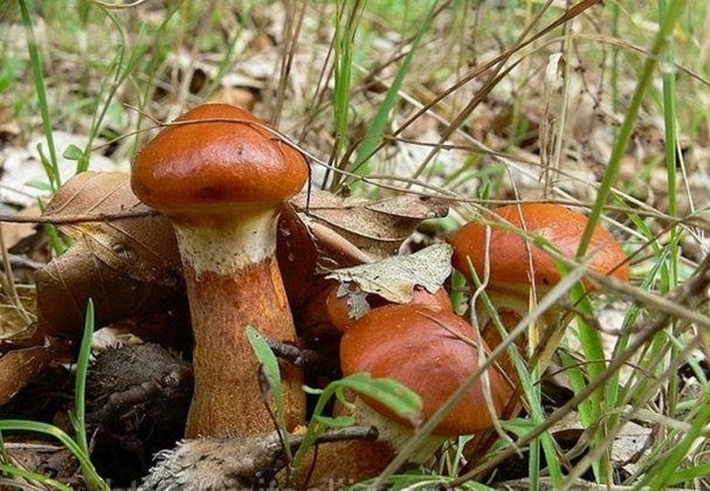 Фото Опят Съедобных И Маслята