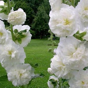 Althaea rosea Mallow Terra White Flower Seeds