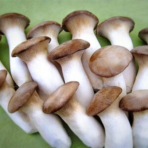 Pleurotus eryngii Royal Oyster Mushrooms / Mycelium Spores Spawn Dried SeedsMG002 image 2