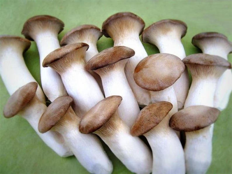 Pleurotus eryngii Royal Oyster Mushrooms / Mycelium Spores Spawn Dried SeedsMG002 image 2