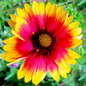 Gaillardia Aristata Flowers Seeds from Ukraine #1075