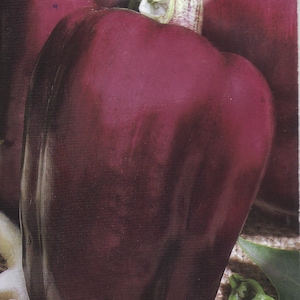 Pepper Seeds Lilac Bell