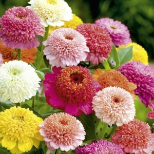 Zinnia Skabiozotsvetnaya-bloemzaden #1818