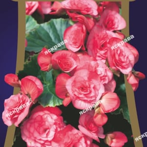 Begonia hang-downing Terry Pink and white F1 Flower seeds