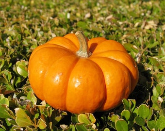 Semillas de calabaza Universal Ukraine Heirloom Vegetable Seeds #712