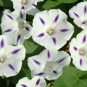 Flowers Seeds Morning Glory Milky Way #1103
