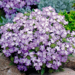 Flower Seeds Verbena x Hybrida nana compacta