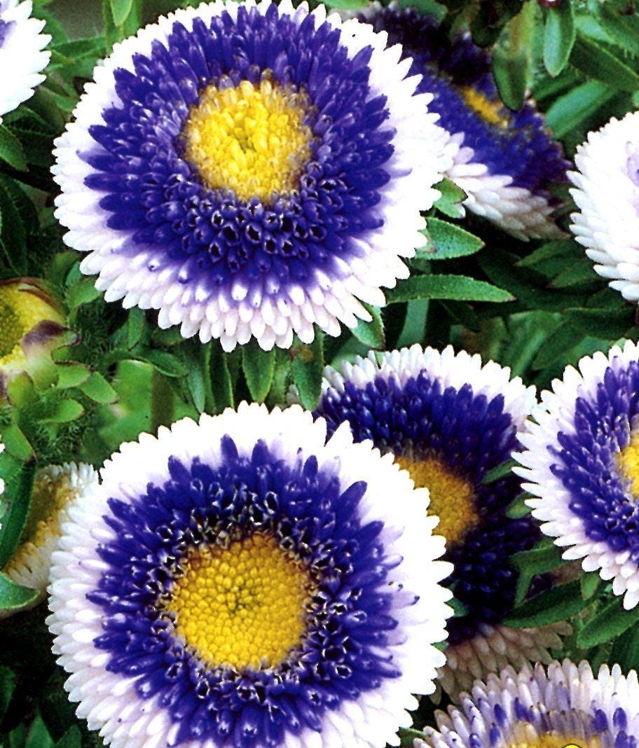 Aster Flower Seeds Blue Moon chinensis annuals from Ukraine Etsy