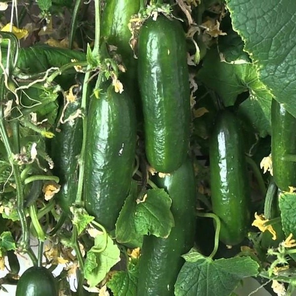 Cucumber Seeds Tomash F1