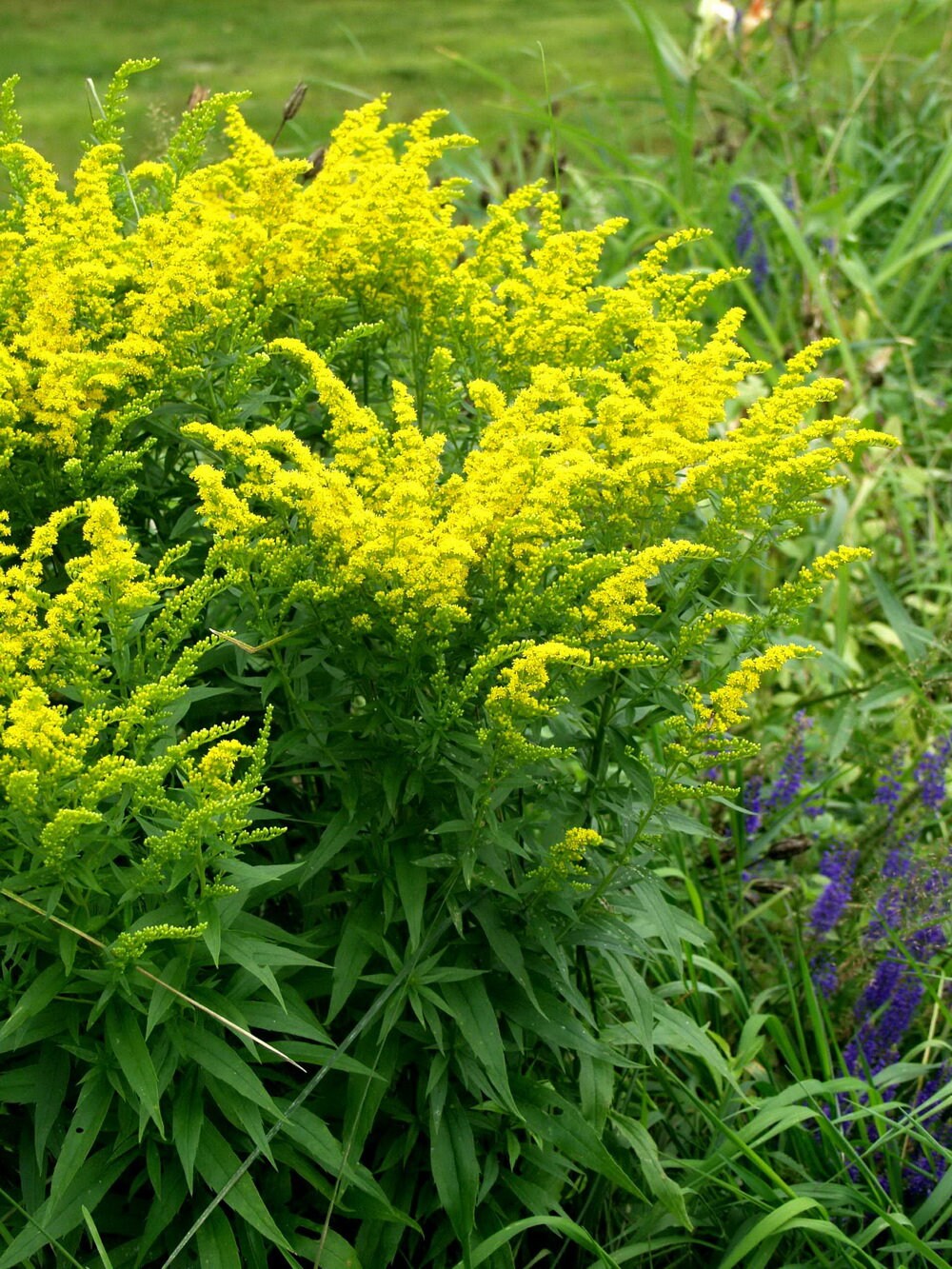 Goldenrod Canadian Flower Seeds 2162 Etsy