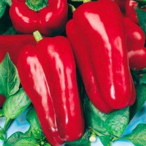 Sweet Pepper Eco seeds vegetable Anastasia organic seeds early#1363