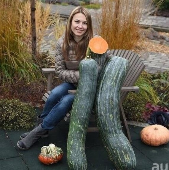 Zucca Lunga Di Napoli Coltivazione - Piantine Da Orto - Foto 8