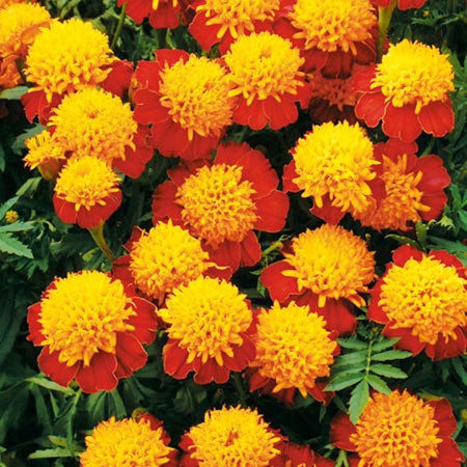 Бархатцы оранжевое пламя. Бархатцы отклоненные махровые оранжевое пламя. Бархатцы джоли джестер. Бархатцы оранжевое пламя. Бархатцы оранжевое пламя.