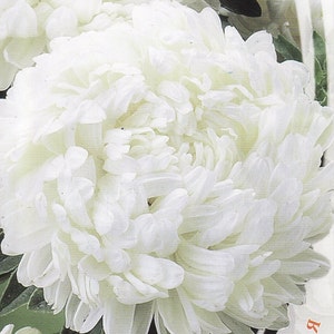 Aster Flower Seeds Peony Nymph annuals from Ukraine