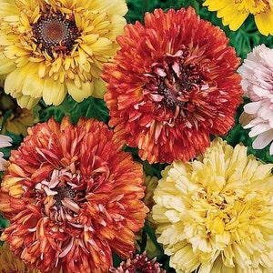 Blumensamen Chrysantheme Danetti MIX aus der Ukraine #1712
