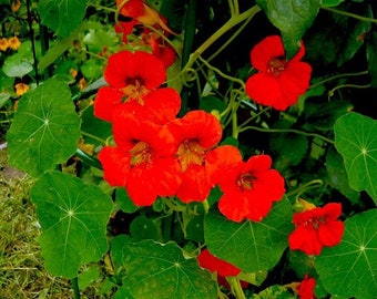 Könnte beinhalten: Nahaufnahme von leuchtend roten Kapuzinerkresse-Blüten, die an einer Rebe mit großen, grünen Blättern blühen.