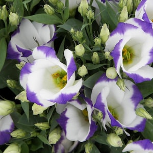 Eustoma Flower Seeds  / Lisianthus Sapphire Blue Chip F1  / 1937