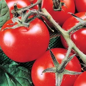 Tomato Seeds Moneymaker