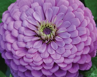 Semillas de flores de zinnia Tormentas eléctricas de lavanda
