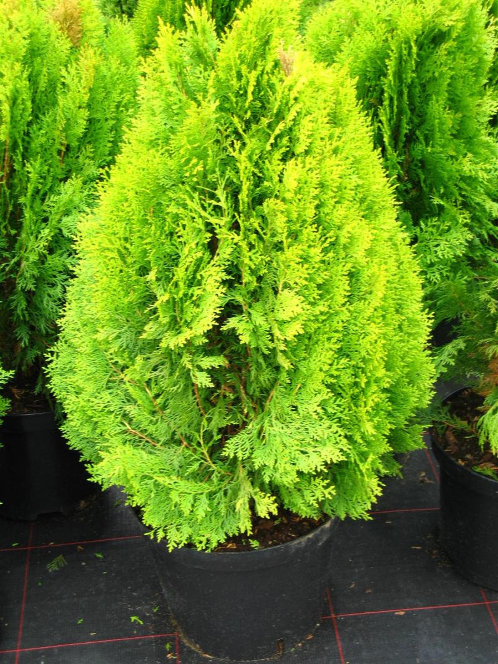 туя западная брабант. типа туй. туя восточная плосковеточник. туя западная (сорт 'konfettii' ). туя западная даника ауреа.