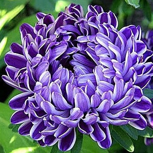 Aster Kontraster Blue Flowers Seeds from Ukraine #1211
