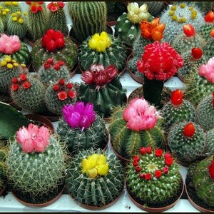 Op de afbeelding: Een verzameling verschillende cactussen, elk in potten en met levendige bloemen. De bloemen variëren in kleur van roze, rood en geel tot oranje en magenta. De cactussen zijn van verschillende vormen en maten.