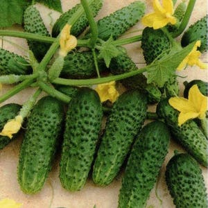 Könnte beinhalten: Nahaufnahme einer Rebe mit mehreren grünen Gurken, einige mit kleinen gelben Blüten. Die Gurken haben eine unebene Textur und sind in einer Traube angeordnet.